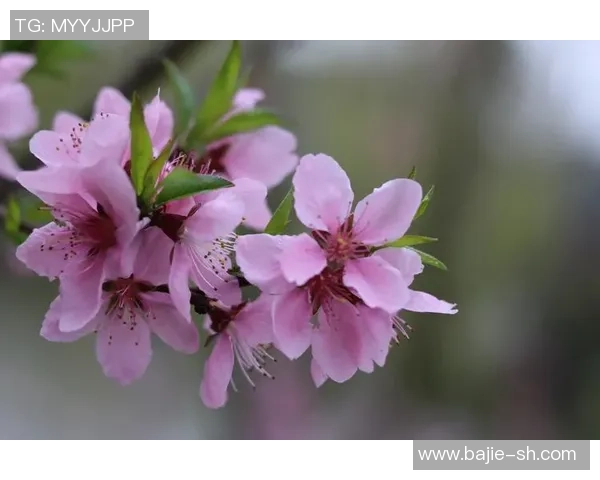 乱花渐欲迷人眼 足球明星光影背后的荣耀与挑战 乱花渐欲迷人眼 足球明星光影背后的荣耀与挑战